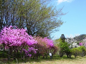 s-20220417 kibogaokapark (2).jpg